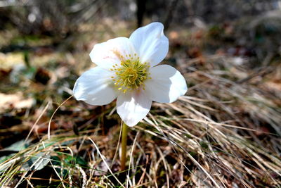 Close-up of white flower on field