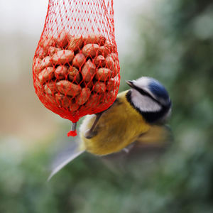 Close-up of bird perching on a feeder