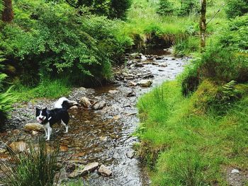 Dog by water in park