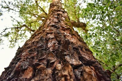 Low angle view of tree in forest