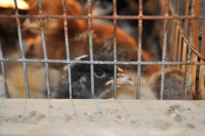 Close-up of bird in cage