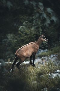 Antelope standing on rock against trees