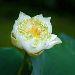 Close-up of white rose flower