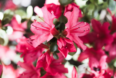 Close-up of pink flowers blooming outdoors