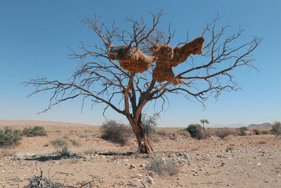 Bare tree on sand against clear sky