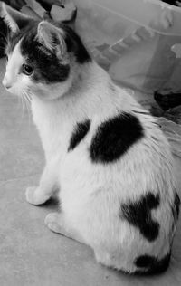 Close-up portrait of cat sitting