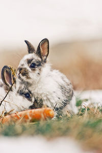 Close-up of a eating food