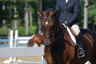 Gorgeous hunter horse under saddle entering the show ring in the summer.