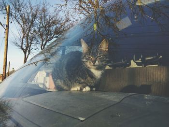 Portrait of cat looking through car window