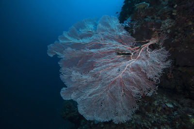 Close-up of gorgonian coral underwater