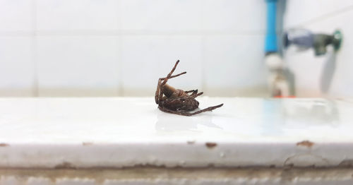 Close-up of snail on white surface