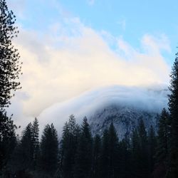 Low angle view of pine trees against sky at yosemite national park