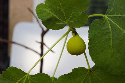 Close-up of fruits growing on tree