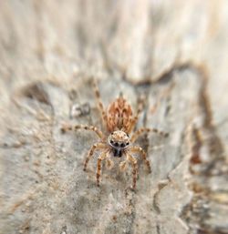 Close-up of spider