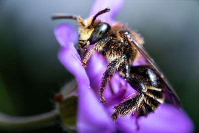 Close-up of bee pollinating on flower