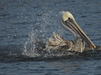 View of pelican swimming in sea