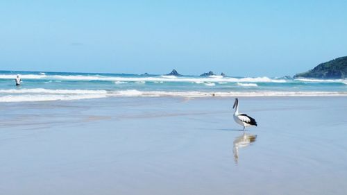 Silhouette of birds on beach