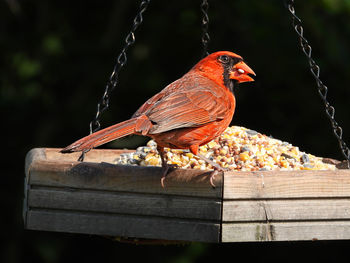 Close-up of bird perching on wood