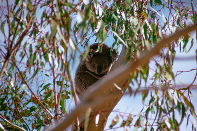 Low angle view of koala in eucalyptus tree