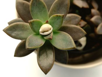 Close-up of succulent plant