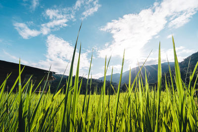 Plants growing on field against sky