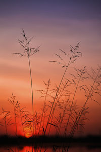 Silhouette tree against sky during sunset