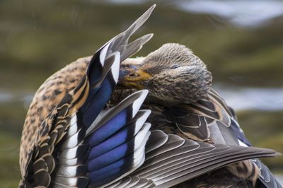 Close-up of bird