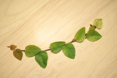 High angle view of creeping fig leaves on wooden table