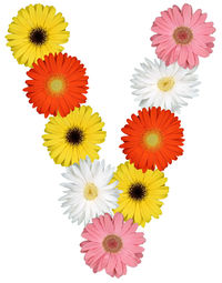 Close-up of daisy flowers against white background