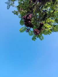 Low angle view of tree against clear sky