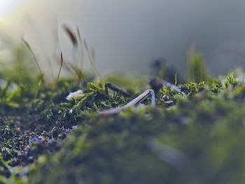 Close-up of grass