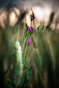 Close-up of plant against blurred background