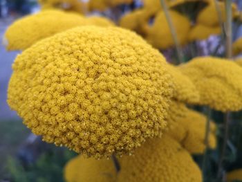 Close-up of yellow flowering plant