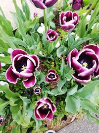 High angle view of pink flowering plants