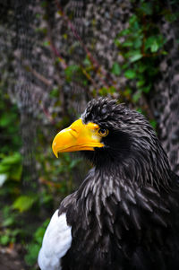 Close-up of eagle