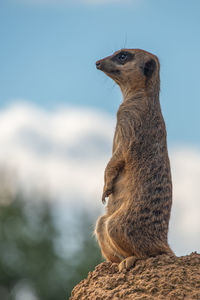 Meerkat looking away