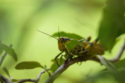 Close-up of insect on leaf