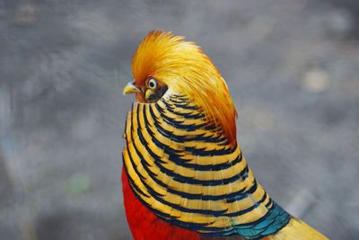 Close-up of bird