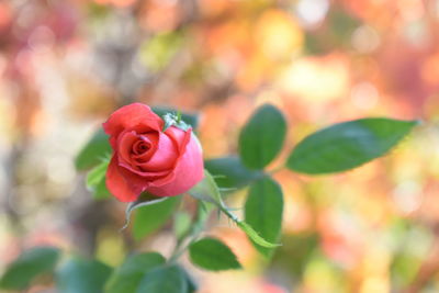 Close-up of pink rose