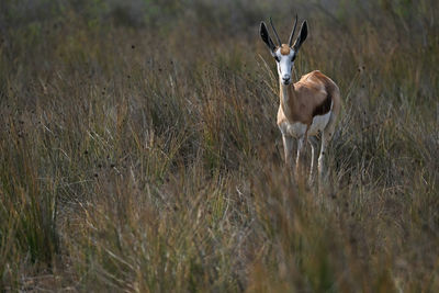 Deer standing on field