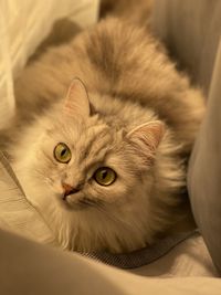 Close-up portrait of a cat