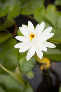 Close-up of flower blooming outdoors