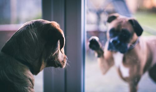 Close-up portrait of man with reflection on window