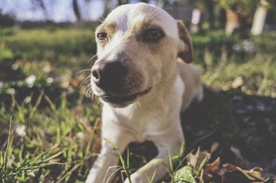 Close-up of dog looking away on field