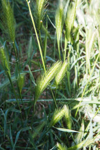 Close-up of plants growing on field