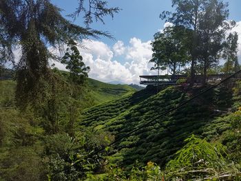 Scenic view of trees growing on field against sky