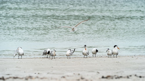 Flock of royal terns standing along shore one in flight.
