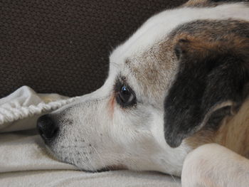 Close-up of dog resting