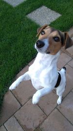 High angle portrait of dog sitting on grass