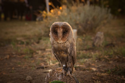 Portrait of owl perching on tree trunk